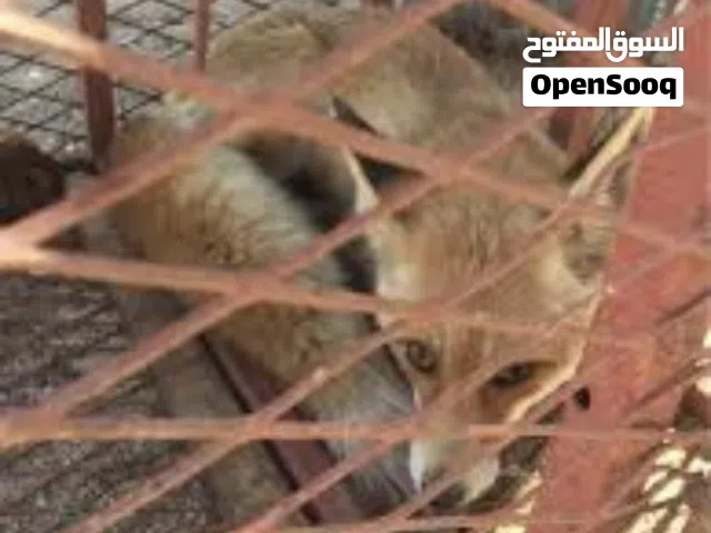 ثعلب الصحراء صغير بصحه ممتازه رقم التواصل . ( السعر 1500 وقابل لتفاوض