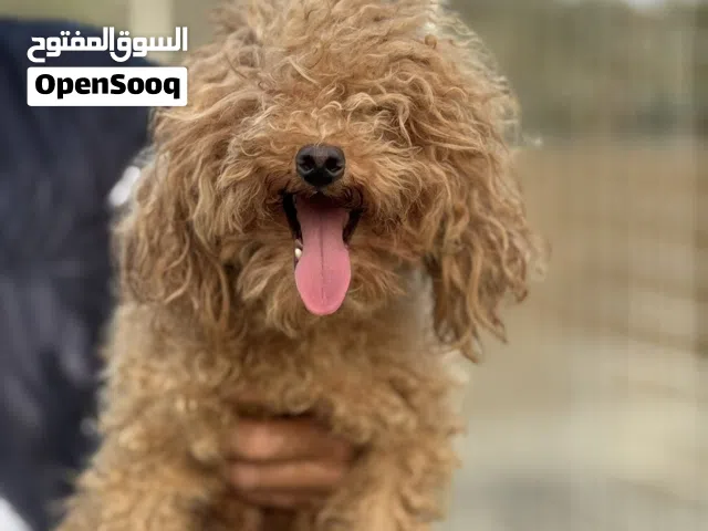 Need worker for dogs