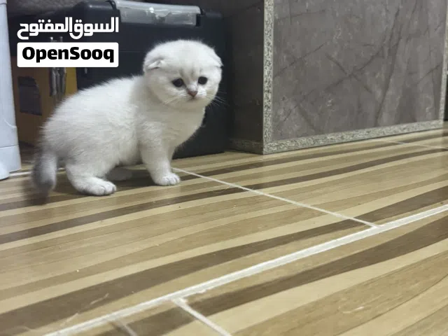 سكوتش تريبل فولد وستريت