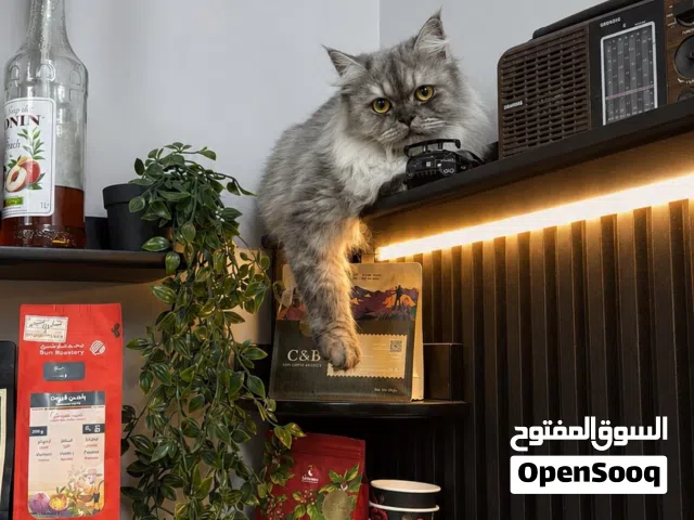 مون فيس الفضي