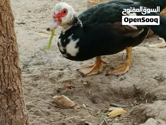 بش مصري اكبار خشنات وبياضات