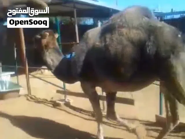 للبيع ناقه ربي يبارك مشاء الله لتواصل على الرقم
