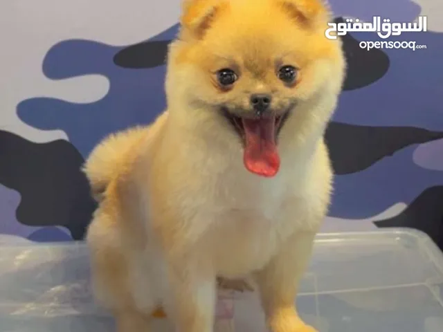 للبيع بومريانين ذكر