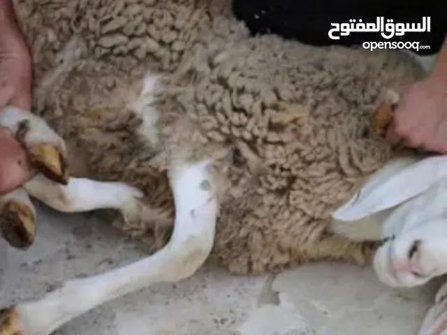 ذبح الأضحية أمام البيت بسعر منافس