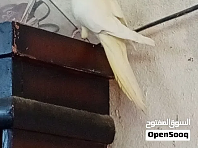 parrot الببغاء