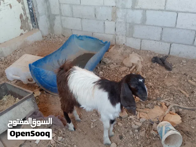 وصخال بصلاة على النبي