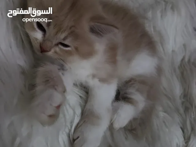 قطط شيرازي