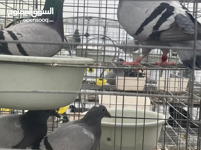 مشروع حمام جاهز