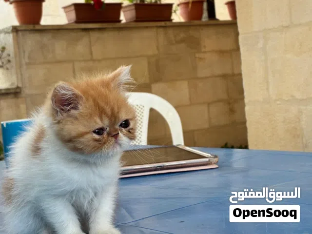 قطه انثي اكزوتيك