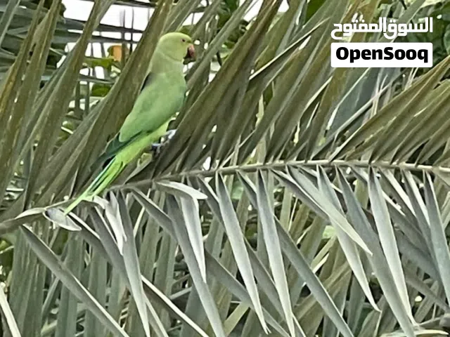 ازواج متوه منتجه