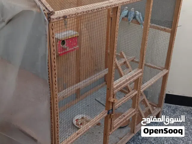 طيور الحب تركيبه وعادي شوف الوصف