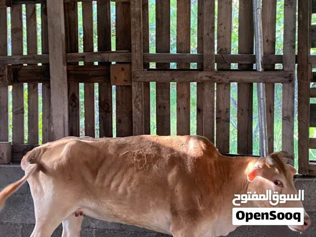 بقره عمانيه