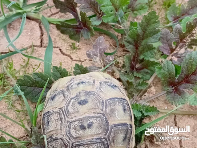 سلحفاة بيبي للبيع
