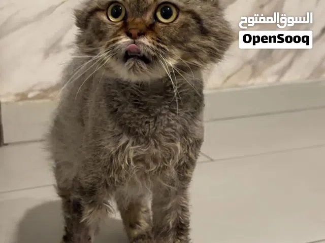 للتبني ذكر