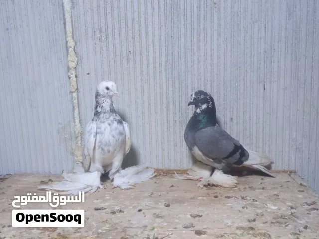 كوبيا هزاز