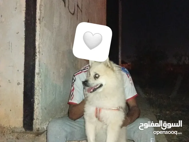 كلب البريميان ذكر جميل وضريف