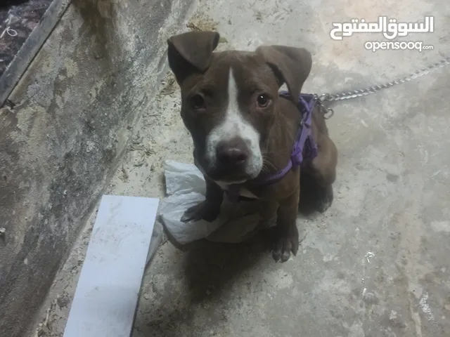 كلب بيتبول
