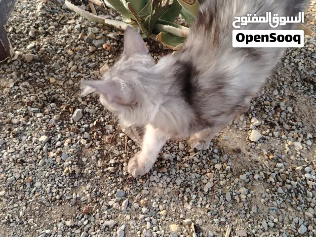 قطه شيرازيه جميله جدا جدا