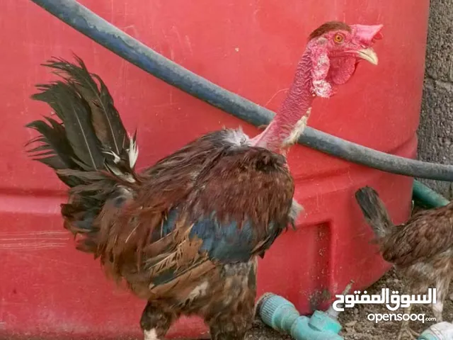 ريد راوس بدجاجه او كتاكيت