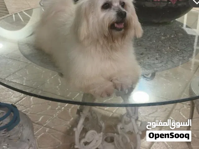 كلب مالتيز للبيع