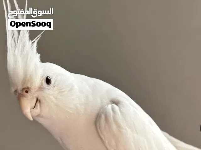 فحل كوكتيل البينو أبو فراخ