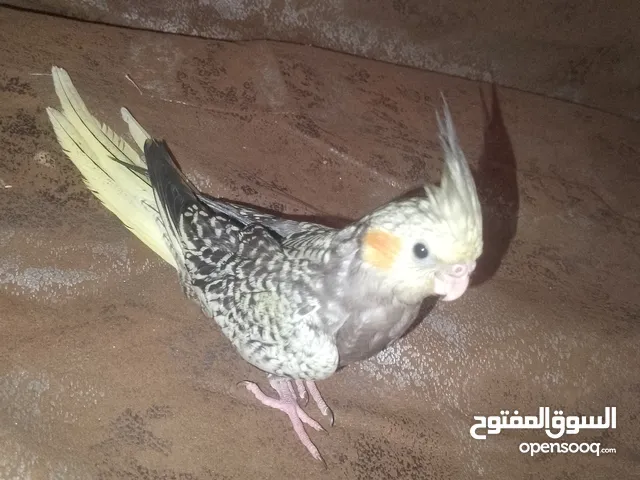ببغاء كوكتيل