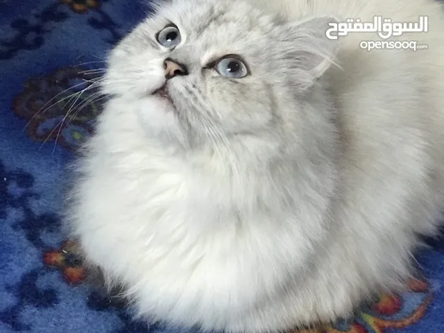 قطة شيرازية انثى عمر 8 اشهر