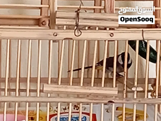 بلبل عراقي وحشي فحل شرط تغريد خوش بلبل مال بيت رايده هوا والقفص