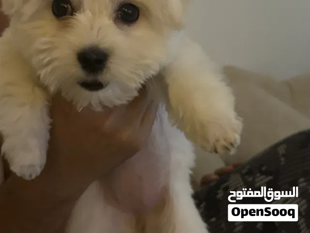 انثى مالتيز عمرها خمس شهور