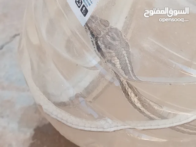 vipère serpent
