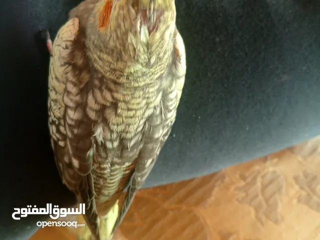 جوز كوكتيل تحته بيض للبيع