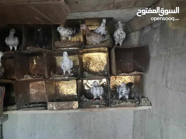 حمام للبيع كشمري  وبلدي  وبوز