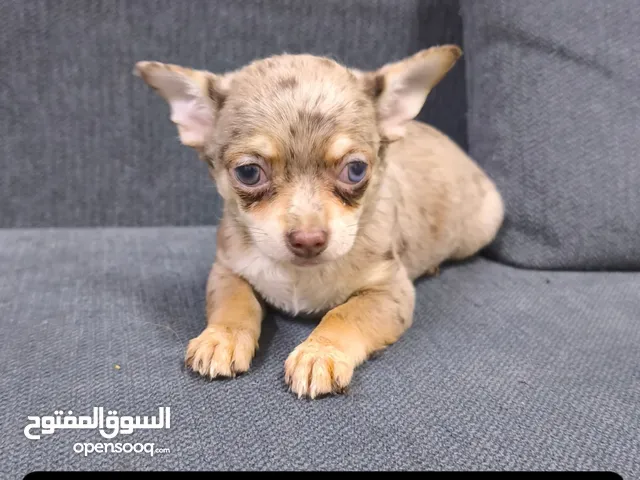 mini Chihuahua exotic