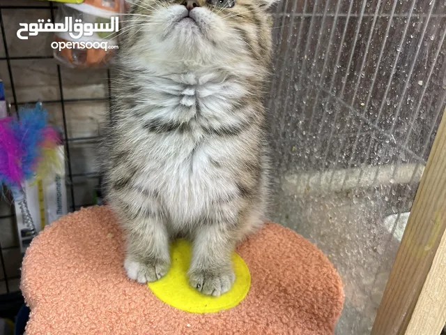 سكوتش فولد غولدن أنثى مفطومة متعودة ليتر بوكس