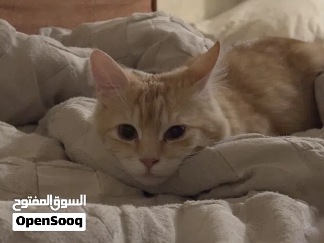 قط للتبني بلدي مربي بالمنزل من الولادة