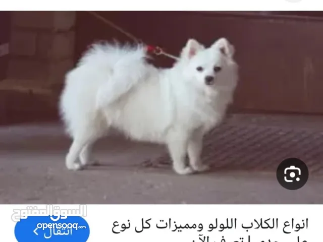 كلب لولو فوكس العمر سنه