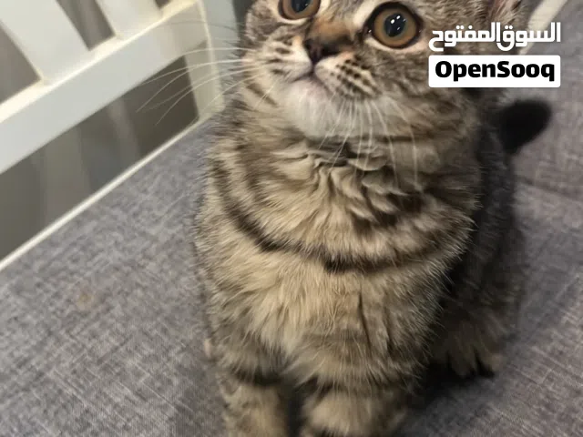 قطة أنثى صغيرة