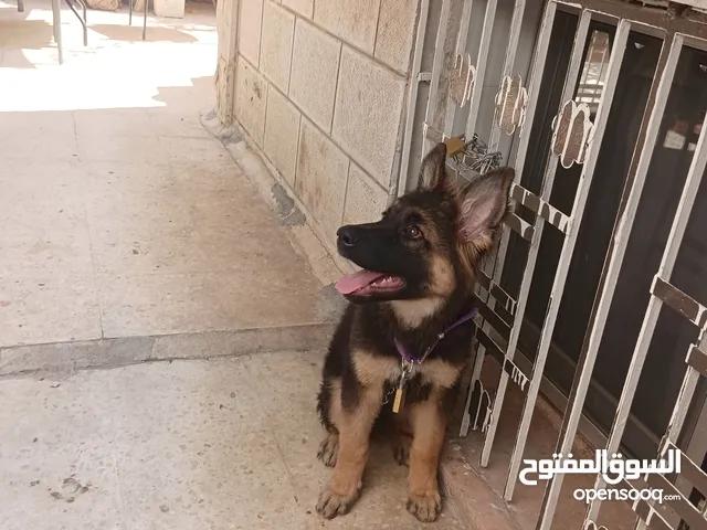 جرو جيرمن شيبرد شو لاين