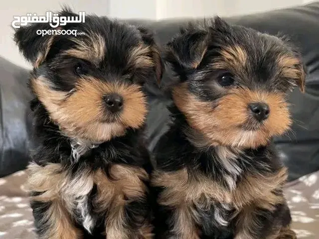 Yorkie Puppies, four months, vaccinated, microchip, dewormed and potty trained. They are so playful.
