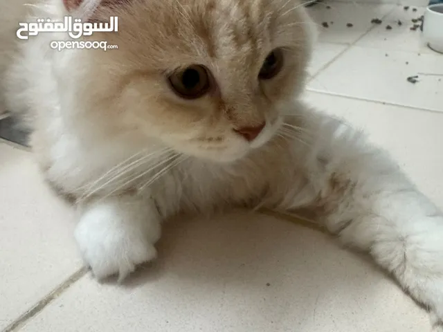 قطط الاب هملايا اورنج فيس