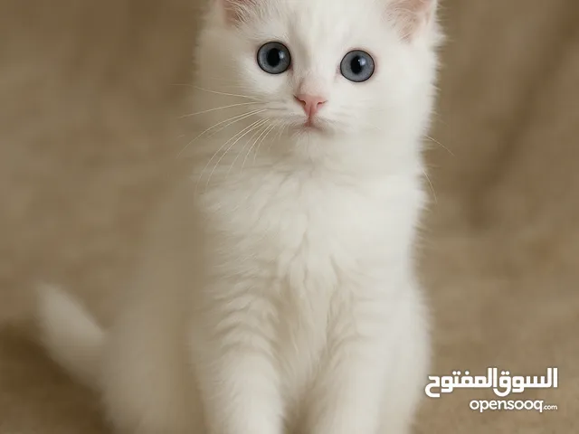 قطة انجورة تركي شهر ونص  لون ابيض