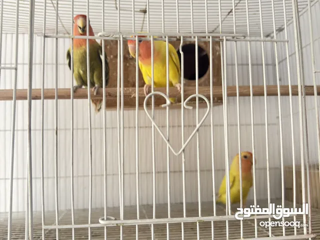Love birds with cage