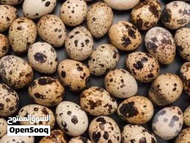 بيض سمان غير مخصب