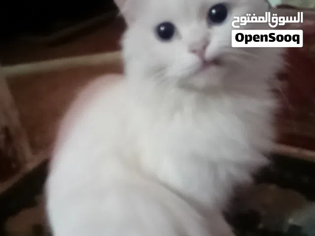 قطة للتبنى