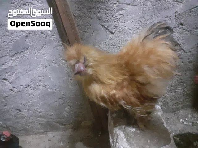 ديج  ودجاجه  سلكي فول نقاوه  والله مال بيت بس ماعندي مكان اريد ابيع الدجاجه  بياضه