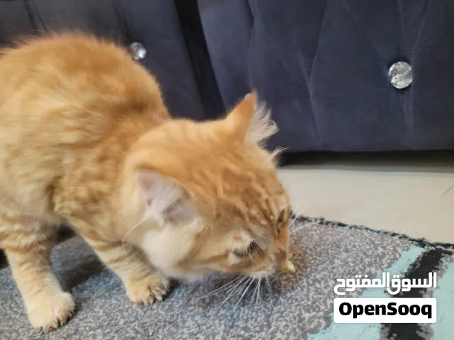 for free you can adopted to feune cat. in person it's very beautiful with cage