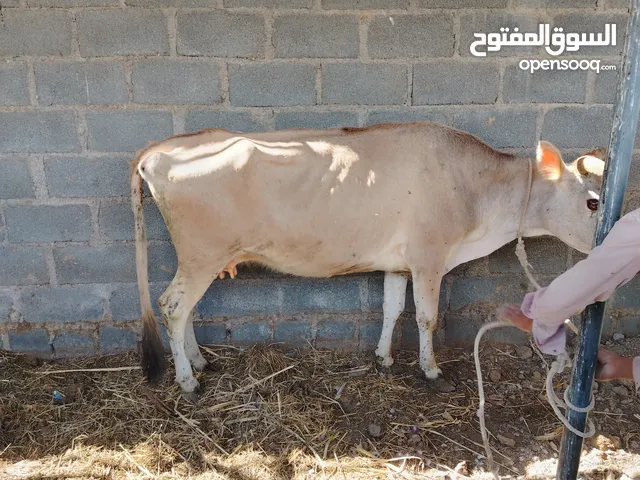 بقره تهجين جيرسي