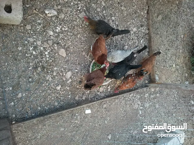 دجاج للبيع البزره القديمه