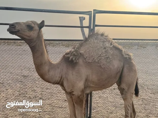قعود حوار للبيع