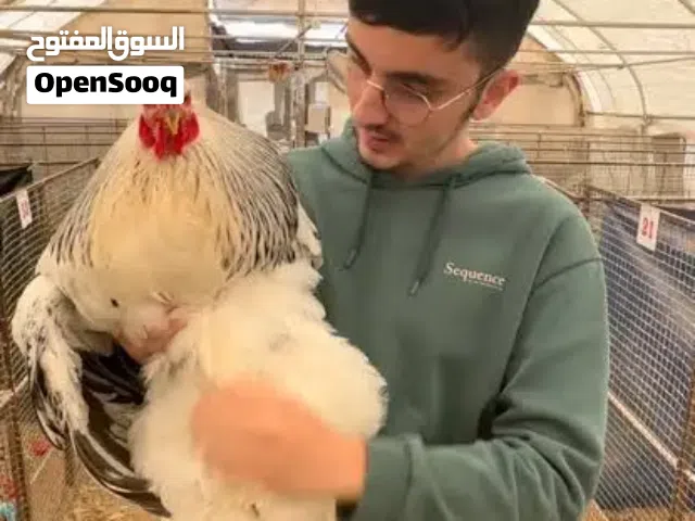دجاج براهما